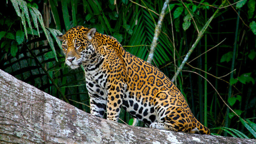 jungle-predators-in-peru-824x463