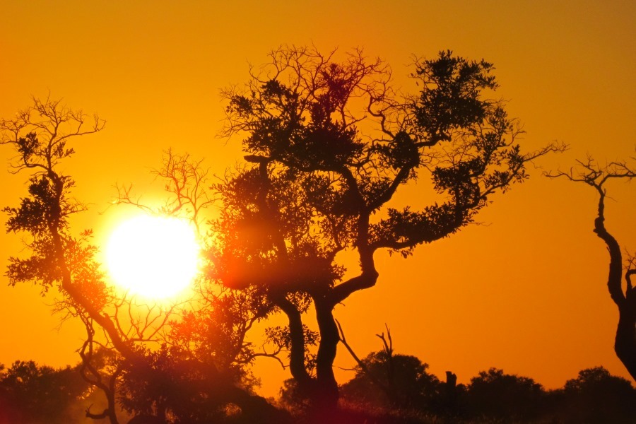 WJ African Sunset-1 WJ African Sunset-1