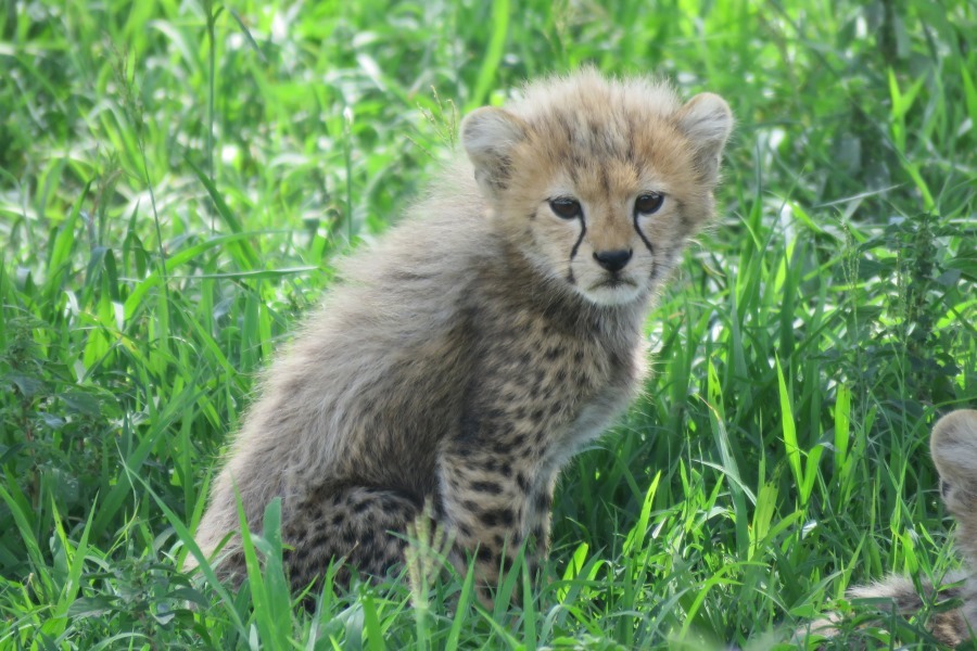 WJ Cheetah WJ Cheetah
